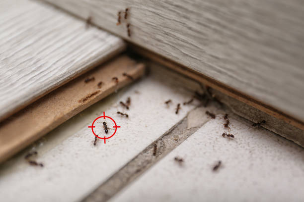 Bird Control in Madison Heights, VA