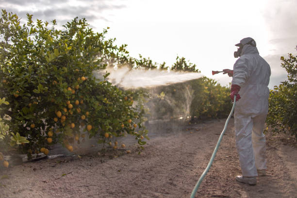 Best Affordable Pest Control Services  in Madison Heights, VA