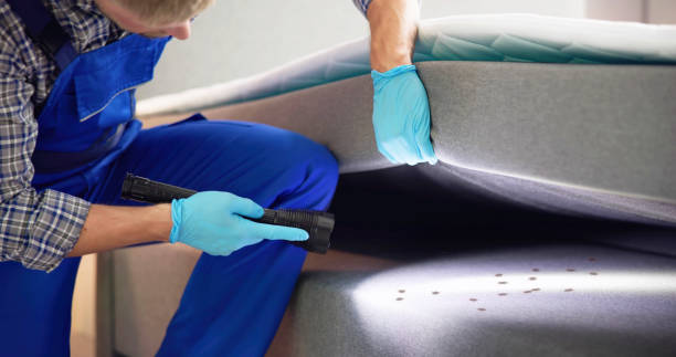 Best Insect Control  in Madison Heights, VA
