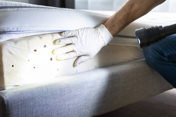 Best Exterminator Services  in Madison Heights, VA