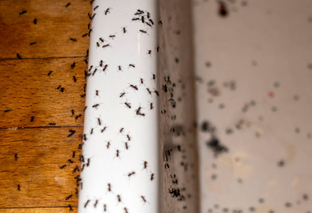 Best Pest Removal Services  in Madison Heights, VA