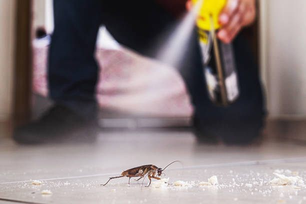 Best Termite Control Services  in Madison Heights, VA